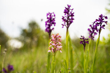 Orchis on a green mountain grassy meadow with white cloudy sky background, a perennial plant from...
