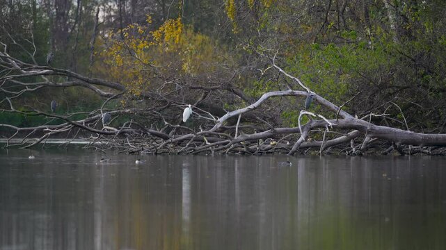 herons and mergansers on the lake