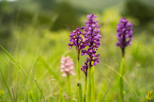 Orchis on a green mountain grassy meadow, a perennial plant from the Orchidaceae family. Blooming wild pink purple orchid, cuckoo's tears