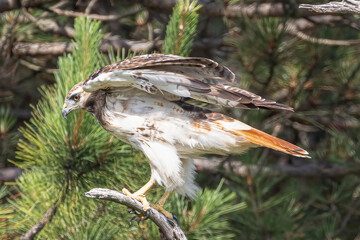 Red-tailed Hawk