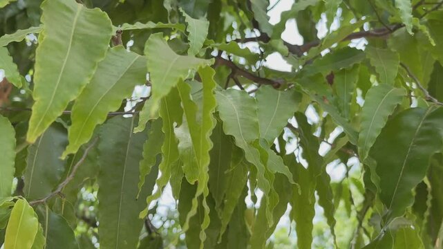 closeup of leaves of ashoka tree swaying with the wind