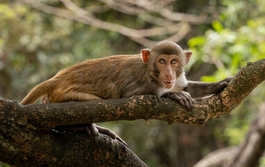 Macaques in nature. Macaques constitute a genus (Macaca) of gregarious monkeys.