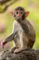 Macaques in nature. Macaques constitute a genus (Macaca) of gregarious monkeys.