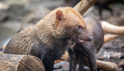 Bush dog (Speothos venaticus) in nature. Bush dogs are found from Panama in Central America, through much of South America.