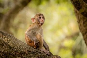 Macaques in nature. Macaques constitute a genus (Macaca) of gregarious monkeys.