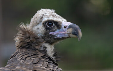 Cinereous vulture (Aegypius monachus) is a large raptorial bird that is distributed through much of temperate Eurasia. It is also known as the black vulture, monk or Eurasian black vulture.