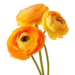 Ranunculus Flower isolated on transparent background.