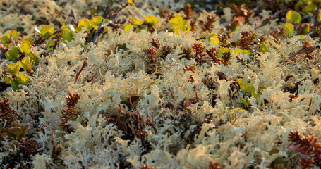 Arctic Tundra lichen moss close-up. Found primarily in areas of Arctic Tundra, alpine tundra, it is...