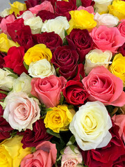 Colorful roses
