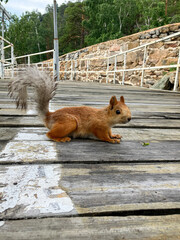 Squirrel sits