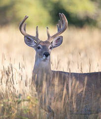 White-tailed deer buck on an early morning with velvet antlers in summer in Canada