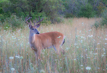 White-tailed deer buck on an early morning with velvet antlers in summer in Canada