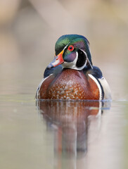 A wood duck male with classic look swimming in a local pond in spring