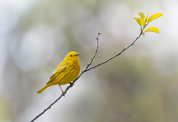 Yellow warbler perched on branch in spring in Ottawa, Canada