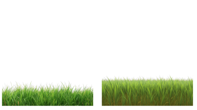 grass png