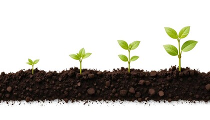 Four young plants growing in rich soil, illustrating stages of development from seed to sprout.