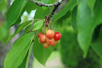 Closeup of red and yellow Cherries, Kent England
