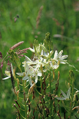 Closeup of white Large Camas blooms, Sussex England
