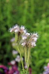Macro image of Fiddleneck flowers, Sussex England
