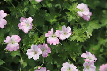 Macro image of Endres's Cranesbill flowers, Sussex England
