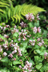 Macro image of Spotted Deadnettle flowers, Sussex England
