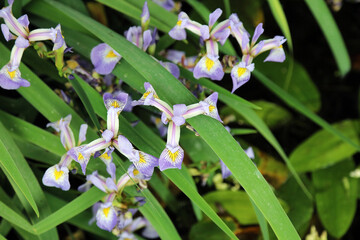 Overhead view of Blue Flag Irises, Kent England
