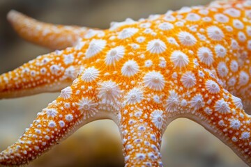 Close-Up: Orange and White Starfish Texture, Skin, Arms, Marine Life, Ocean, Underwater, Echinoderm, Wildlife, Nature, Sea Star