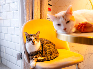 Two cozy cats bask in morning light—one tabby perched on a chair, the other white cat resting on...