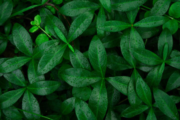 Natural environment contrast photo of  grass leaves flowers top view.