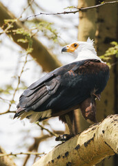 Majestic African Fish Eagle Perched on a Branch