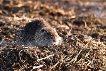 Nutria im Frühjahr an der Spree	