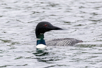 Common Loon