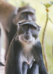 Kenyan Sykes' Monkey in Natural Habitat