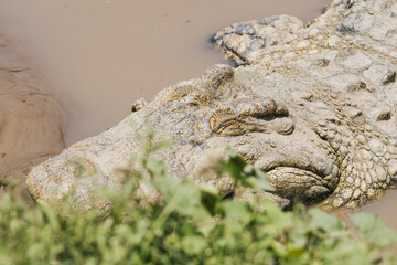 Close-up View of a Crocodile in Natural Habitat