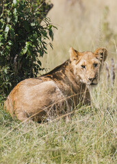 Lioness Resting in Kenyan Savanna
