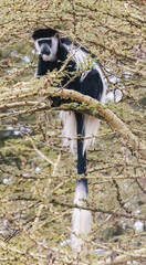Colobus Monkey in Natural Habitat