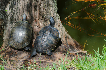 Two Turtles Resting Near a Tree by a Pond in Nature in Florida. Pair of turtles bask in the sunlight on a tree root near a calm pond surrounded by nature. The image captures a serene outdoor scene emp