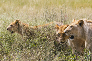 Fototapeta premium Prowling Lions in Kenyan Grasslands