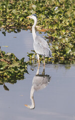 Obraz premium Majestic Grey Heron Reflecting in Kenyan Waters