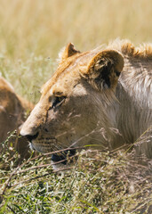 Close-up of a Lioness in the Kenyan Wilderness