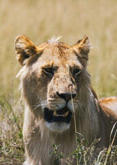 Majestic Lion in the Grasslands of Kenya