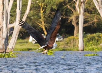 African Fish Eagle Hunting Over Lake
