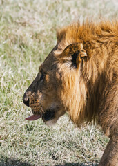 Majestic Lion Roaming the Kenyan Plains