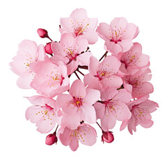 Cherry Blossom isolated on transparent background.