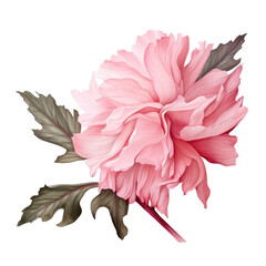 Peony with Leaves isolated on transparent background.