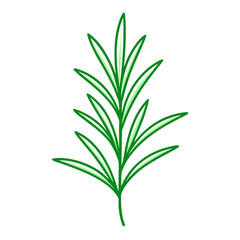 rosemary isolated on white background