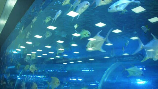 A school of Pampano fish ( _Trachinotus carolinus_ ) swims in a large aquarium.