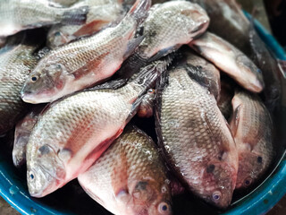 Ikan Mujair, or Tilapia Fish. Sold on the market. Traditional markets, modern markets