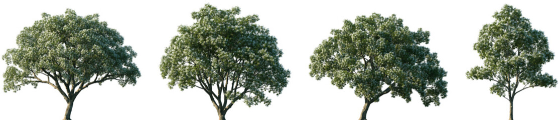 Set of Chionanthus retusus (the Chinese fringetree) frontal isolated png on a transparent background perfectly cutout	
