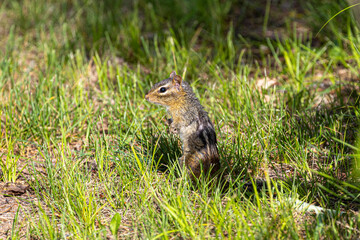 Chipmunk